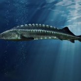 Атыраулық балықшылар ұзындығы 2 метрден асатын бекіре аулады