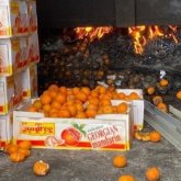 Елордада бір тоннадан астам қауіпті мандарин тәркіленді