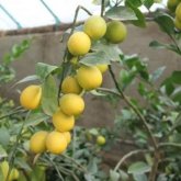 «Нұрсұлтан» шаруа қожалығы лимон өсіріп, 5 миллион теңге пайда тапты