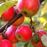 Шымкенттік кәсіпкер шетелден шақыртқан агрономдардың әр келгеніне 20 мың доллардан төлейді