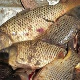 «Аулауға болмайтынын ескертеміз»: Мақтаралға тасқынмен ағып келген балықтарда бактерия көп (ВИДЕО)