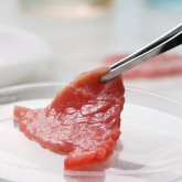 Ресей ғалымдары жасанды жылқы етін шығаруды қолға алды (ВИДЕО)