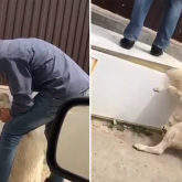 Итті айуандықпен өлтіре жаздаған жігіт өз әрекетін түсіндірді (ВИДЕО)