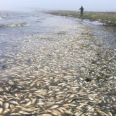 Ақтөбе су қоймасындағы балықтар өзен жағасына неге шығып қалған?