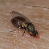 Қорғалжын ауданында қауіпті инфекция тарататын сібір шыбыны пайда болды