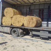 Қызылорда облысының қамысы Германияға жөнелтіліп жатыр