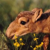 Құралай деген қандай жаратылыс?