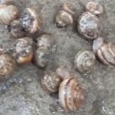 «Адамға қауіпті аурулардың табиғи ошағы»: Ақтөбеде аспаннан ұлу жауып жатыр (ВИДЕО)