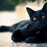 Мысығын жанына алып жатқан әйел көз жұмды