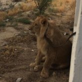 «Ұйықтатып тастаған жақсы»: Маңғыстауда көше кезген арыстан өз орнын тапты