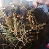 Ақтаулықтар коронавирусқа қарсы көшелерді адыраспанмен аластап жатыр (ВИДЕО)