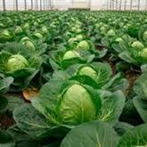 Ғалымдар коронавирусты жоятын өнімді анықтады