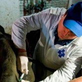 «Бітті, қора бос!»: қостанайлықтар малдарының бруцеллез деген желеумен етке өткеніне наразы