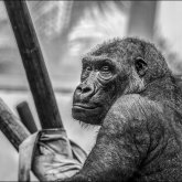 Конго халқы күнкөріс үшін гориллаларды қырып жатыр