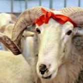 «Gurban2020kz» сайтына 18 мыңнан астам мұқтаж отбасы өтініш берген