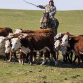 Қордайлық бақташылар өз бағымындағы 10 сиырды қолды қылған