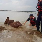 Су тасқынынан зардап шеккен мақтааралдықтарға мал шығыны үшін өтемақы берілді