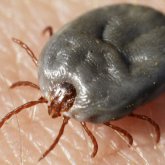 Қытайда тағы бір қауіпті вирус тарала бастады