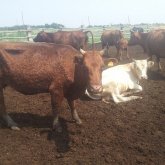 Қуаңшылыққа тап болған атыраулықтар малдан айрылып, таяғын ұстап қалуы мүмкін