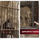 Ресейлік цирк әртісі Павлодарда такси жүргізушісі болып жүр