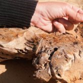 Британдық ғалымдар мысырлық жан-жануарлар мумиясы туралы жаңалық ашты