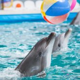 Елімізде дельфинарийлер жабылуы мүмкін