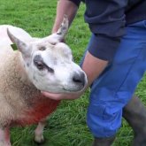 Аукционда 5 айлық тоқты 200 миллион теңгеге сатылды