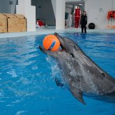 «Дельфиндер күйзелістен зардап шегіп отыр»: Кусто Қазақстан үкіметіне ВИДЕОоүндеу жолдады