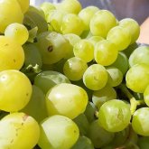 Жетісайлық шаруа 9 түрлі жүзімнен жылына 150 млн теңге табыс тауып отыр