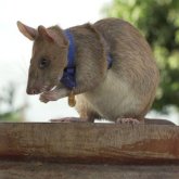 Бірнеше мина тапқан Магава атты алып егеуқұйрық марапатталды (ФОТО)