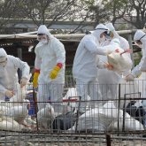 Карантин: Ақмола облысының 11 ауданында құс тұмауы өршіп тұр