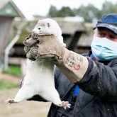 Данияда коронавирус таратады деген себеппен 2,5 миллион құндызды өлтірмек