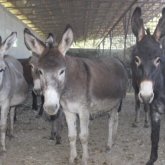 «Есек сауғандарды жазалау керек»: елімізде есектің сүті сатылып жатқаны рас па? (ВИДЕО)