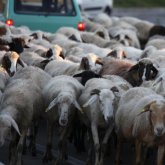 Қызылорда облысында «КамАЗ» жүк көлігі 40 қойды басып кетті