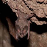 Жапон ғалымдары жарқанатта коронавирусқа ұқсас вирус бар екенін анықтады