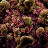 Коронавирусқа қарсы антидене адам ағзасында қанша уақыт сақталады?