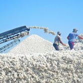 Мақта мәселесі толық шешімін табатын болды