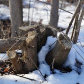 Қазақстанда ағаштарды заңсыз кескендерге жаза күшейтіледі