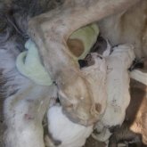 Жаңа жыл қарсаңында жасыл күшік туылды