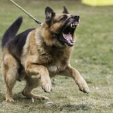 «Ел тәуелсіздігіне балта шабуды көздейтін арандатушы күштер ашық айқасқа шыға бастады» - қоғам белсендісі