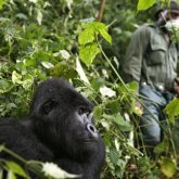 Конгода содырлардың шабуылынан ұлттық парктің алты қызметкері қаза тапты