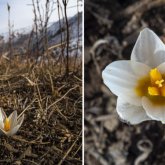 Алматы қаласының тұрғындары гүлдеген бәйшешектің суреттерімен бөлісе бастады