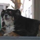 АҚШ тұрғыны 8 жыл бірге тұған итіне мұрагерлікке 5 млн доллар қалдырған