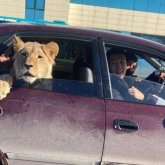 Экология министрлігі Қарағандыда көлікте отырған арыстан туралы пікір білдірді