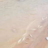 Түркістан облысы «Бадам» өзеніндегі балықтардың неден қырылғаны анықталды