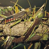 Зиянкестермен күреске 2 миллиард теңге бөлінді