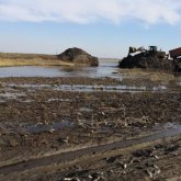 Қостанайда балық қырылып жатыр