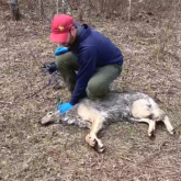 YouTube желісінде «Оператор-қасқырдың» ВИДЕОСЫ жарияланды