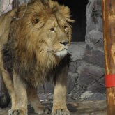 БАҚ: Үндістандағы зообақта арыстандар коронавирус жұқтырды