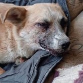 «Басын кесіп, көзін ойып алған»: Тараз тұрғыны жаңа туған күшіктерді қатігездікпен өлтірген